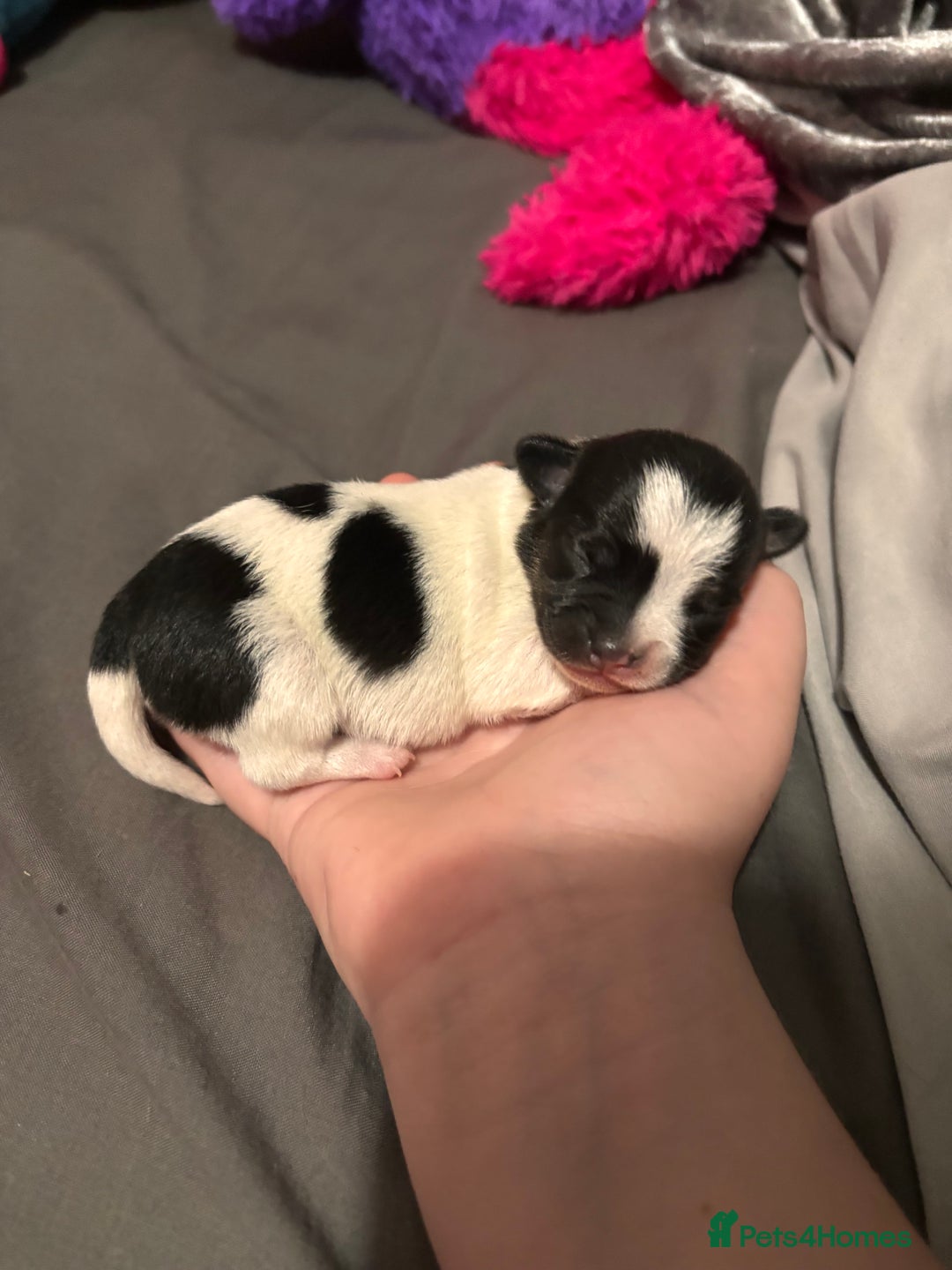 Chihuahua dogs for sale: Ready to leave female chihuahua BOTH vaccines done - Image 8