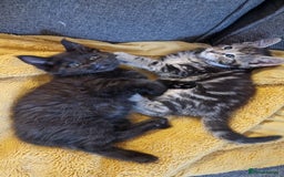 Maine Coon cats for sale: 3 maincoone x kittens - Image 1