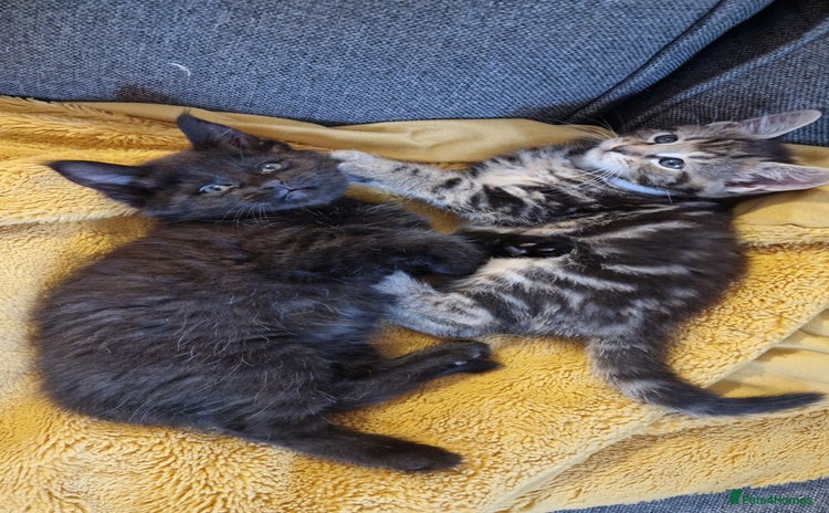 Maine Coon cats - Advert 1