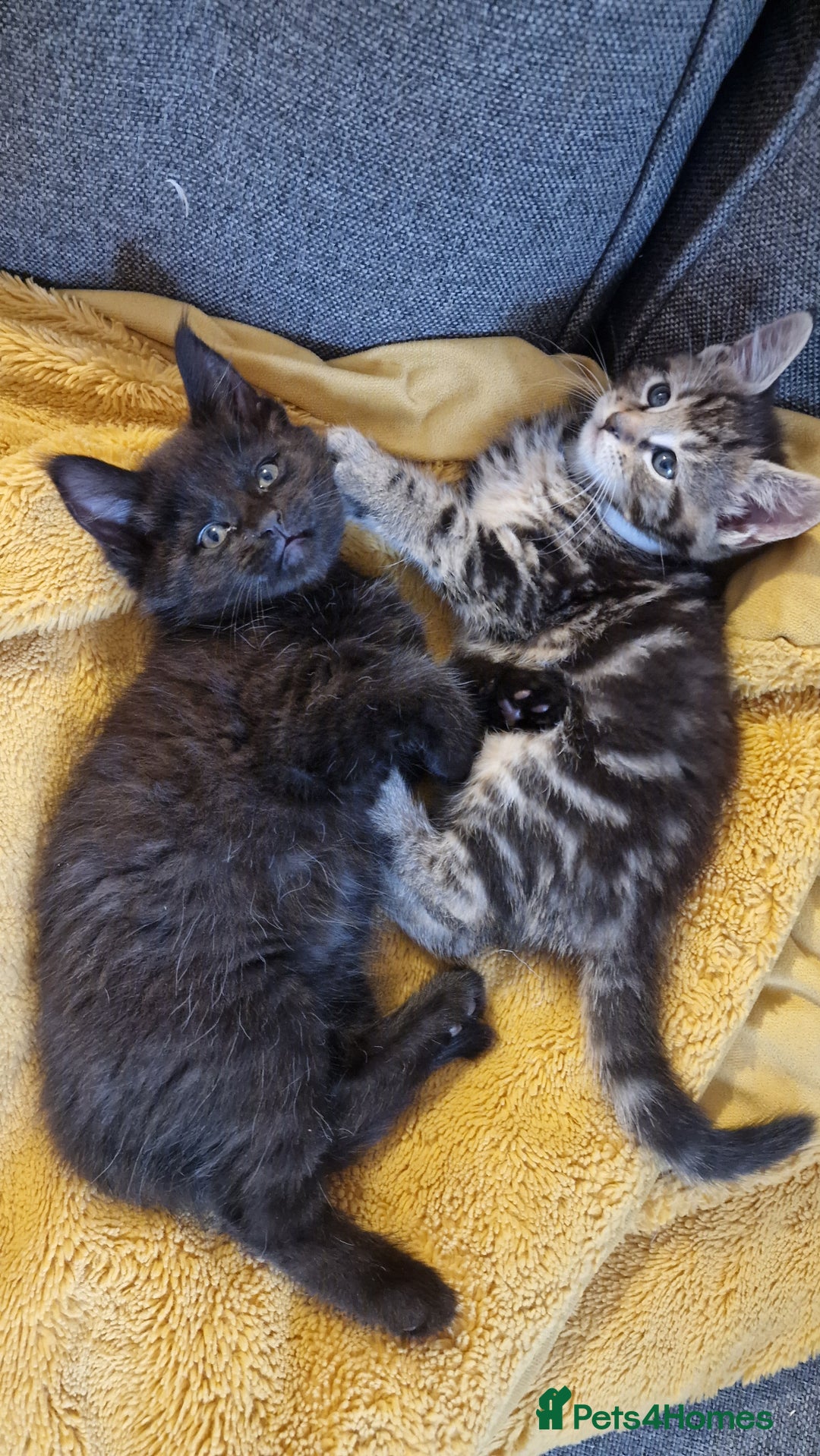 Maine Coon cats for sale: 3 maincoone x kittens - Image 1