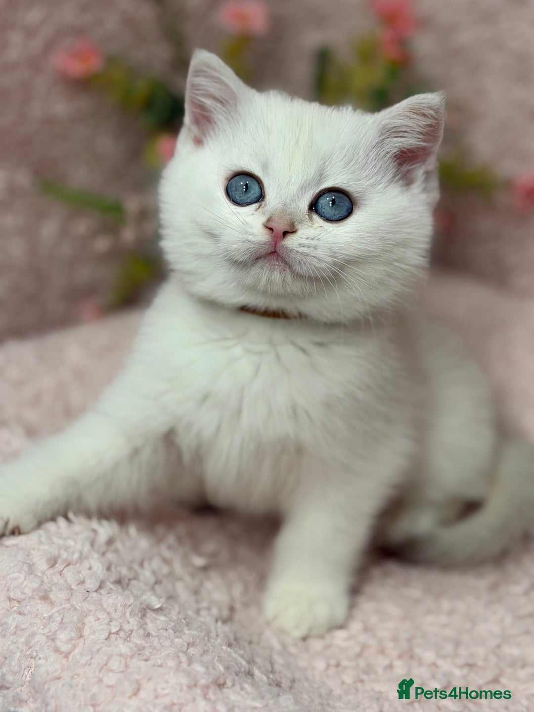 British Shorthair cats for sale: British shh golden, silver  GCCF kittens  - Advert 26