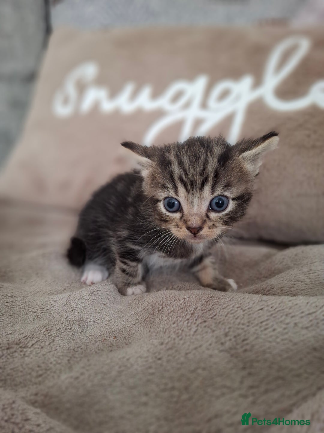 British Shorthair cats for sale: Kittens - Image 6