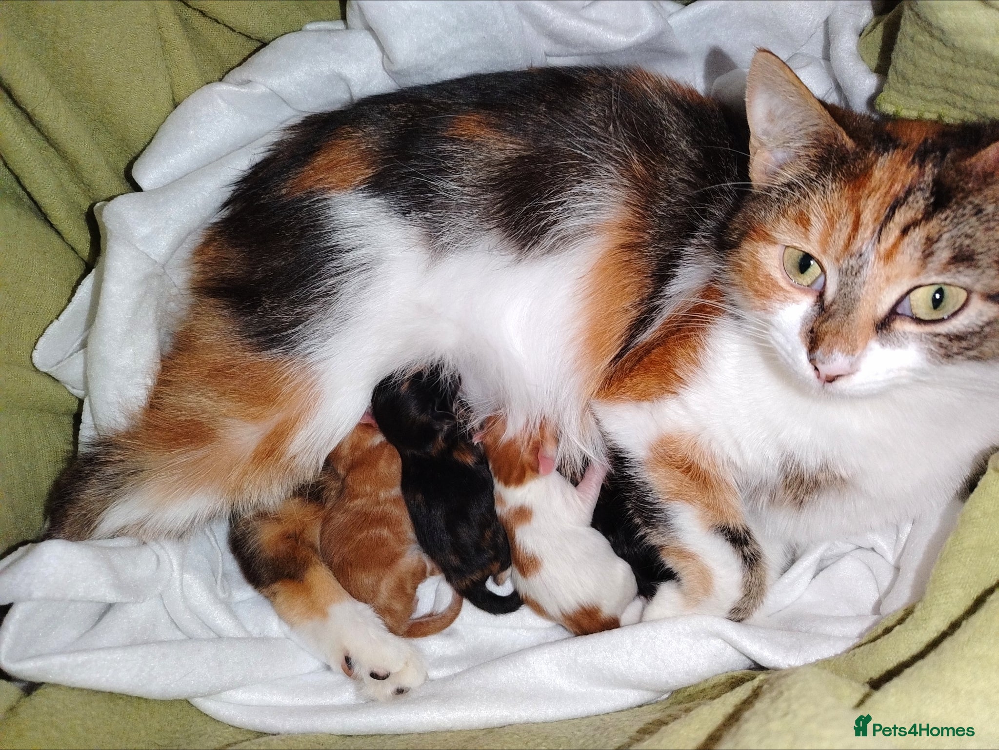 Mixed Breed cats for sale: Female tabby kittens - Advert 7