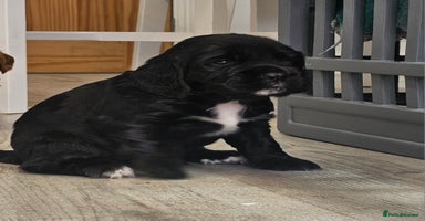 Cocker Spaniel dogs - Advert 4