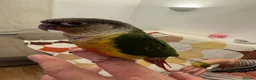 Conures birds for sale: 2 Tamed baby conures for sale  - Advert 4