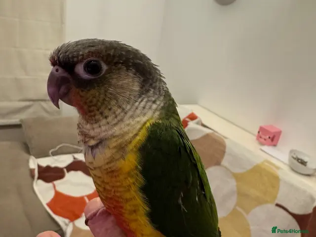 Conures birds 2 Tamed baby conures for sale - Advert 1