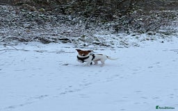 Jack Russell dogs for sale: 5yo male jack russell - Image 5