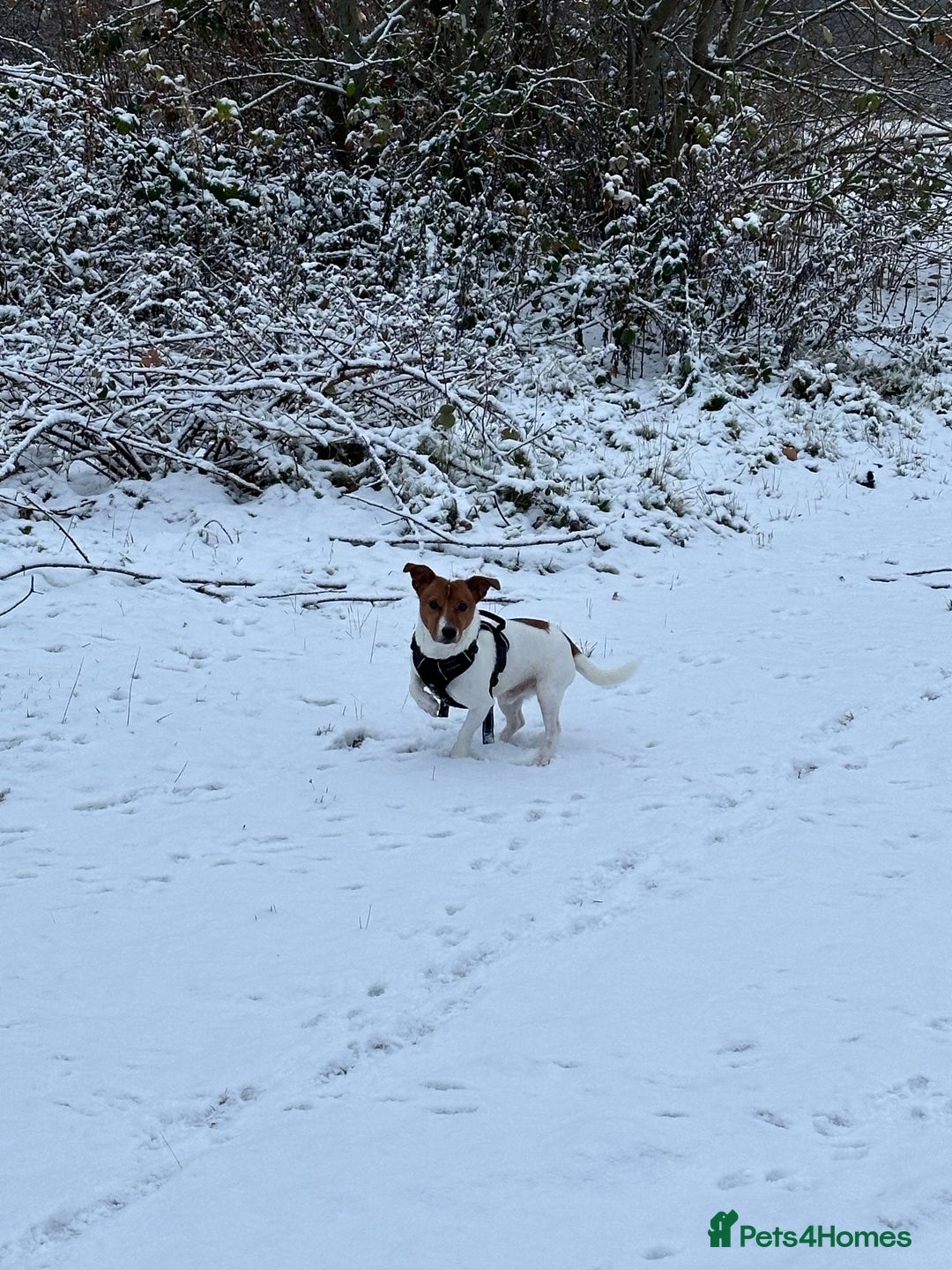 Jack Russell dogs for sale: 5yo male jack russell - Image 5