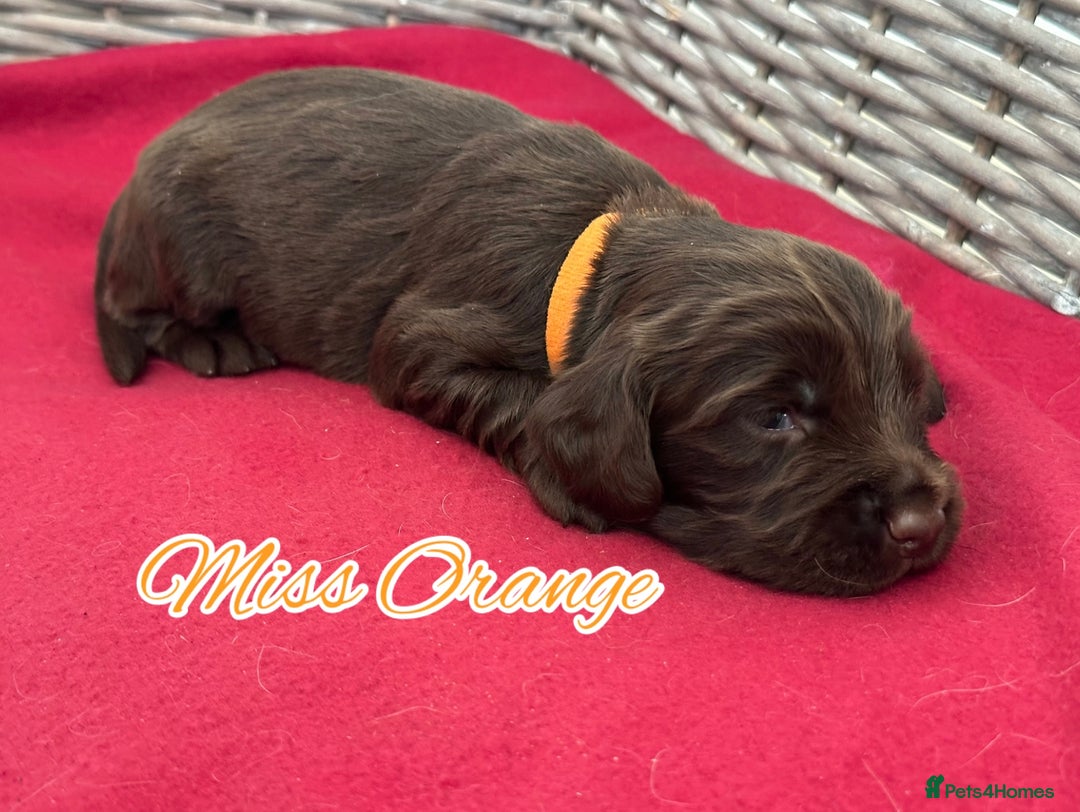 Sprocker dogs for sale: ⭐️Fully Health Tested F1 Sprocker Spaniel Puppies - Advert 8