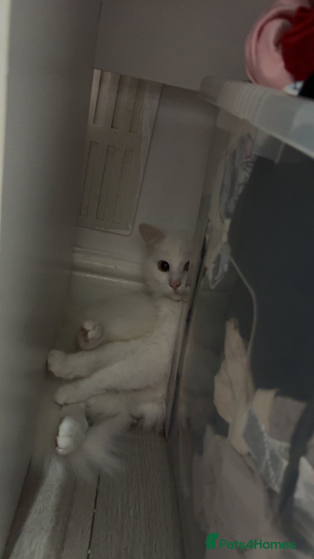 Turkish Angora cats for sale: Male kitten  - Advert 2