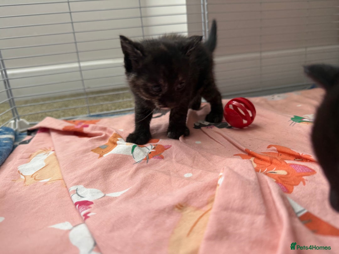 Mixed Breed cats for sale: 2 girl kittens  - Image 7