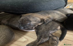 Mixed Breed dogs for sale: Puppies for Sale  - Image 13