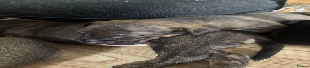 Mixed Breed Puppy 10