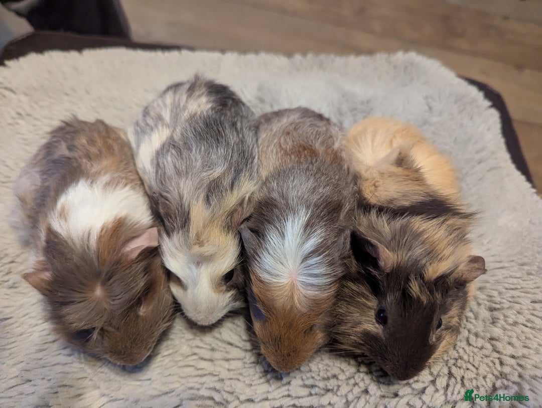 Guinea Pig rodents for sale: 6 gorgeous baby guinea pigs - Image 5