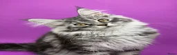 Maine Coon cats for sale: Maine Coon Kittens – Giant Bloodlines | Tica Reg. - Advert 8