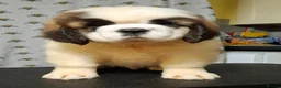 Saint Bernard dogs for sale: Show Quality Saint Bernard's  - Advert 27