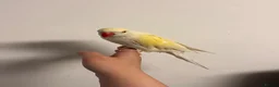 Ringnecks birds for sale: Creamino Indian RingNeck Parrot - Advert 3