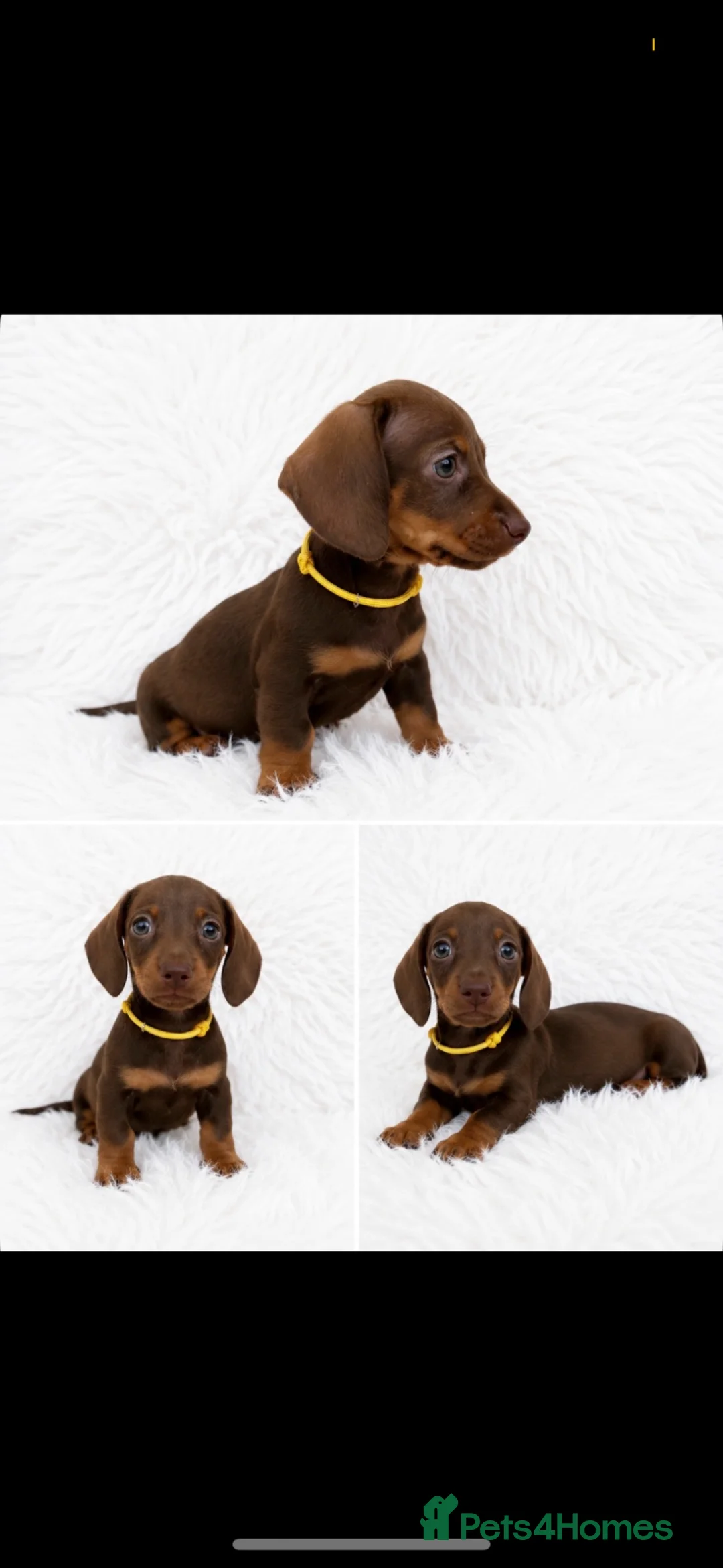 Miniature Dachshund dogs for sale: Beautiful Miniature Dachshunds  - Advert 15