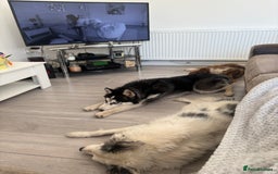 Siberian Husky dogs for sale: Rocky 10 month puppy  - Image 3