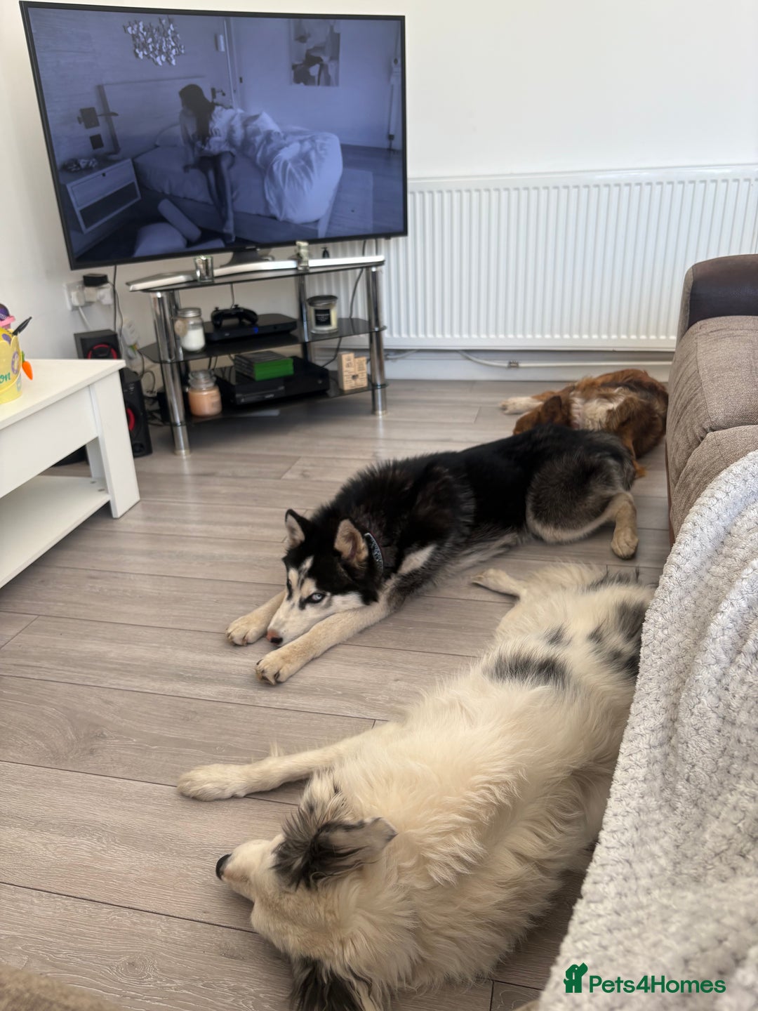 Siberian Husky dogs for sale: Rocky 10 month puppy  - Image 3