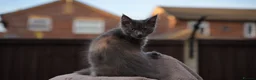Maine Coon cats for sale: XL Pedigree Maine coon kittens - Advert 23