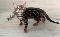 Bengal cats for sale: Stunning full pedigree bengal kittens *READY*  - Image 24