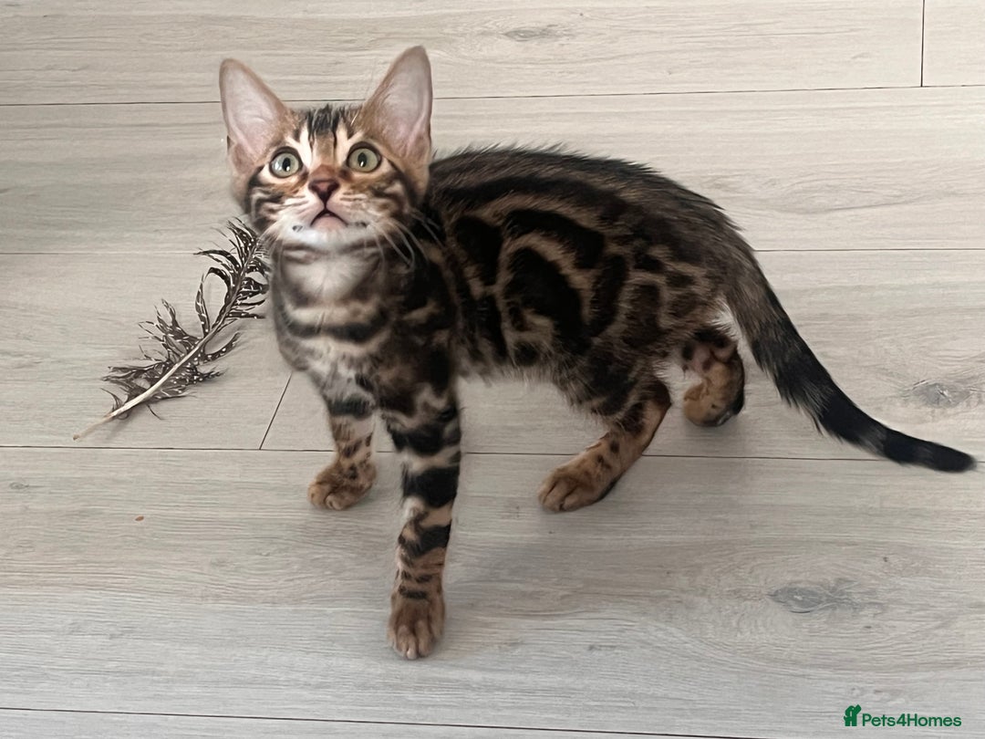 Bengal cats for sale: Stunning full pedigree bengal kittens *READY*  - Image 24