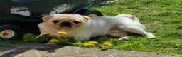 Pug dogs for sale: Mother & Son White Pug bundle of love! in Loughton - Advert 5