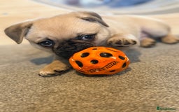 Pomeranian dogs for sale: Pug x Pomeranian mixed breed Puppies  - Advert 1