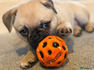 Pomeranian dogs Pug x Pomeranian mixed breed Puppies - Advert 18