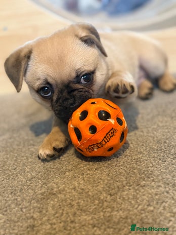 Pomeranian dogs Pug x Pomeranian mixed breed Puppies - Advert 1