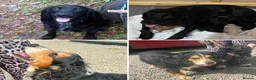 Sprocker dogs for sale: Sprocker spaniel  in Keith - Advert 22