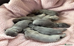 French Bulldog dogs for sale: French bulldog Pups  - Image 7