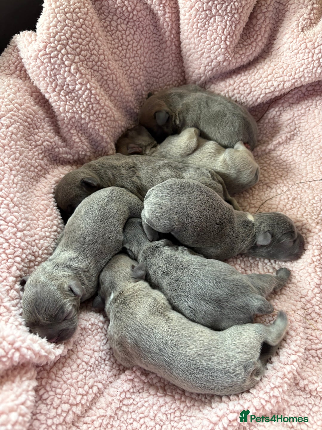 French Bulldog dogs for sale: French bulldog Pups  - Image 7