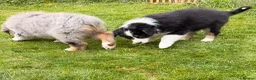 Australian Shepherd dogs for sale: The last beautiful female Australian Shepherd in Poole - Advert 21