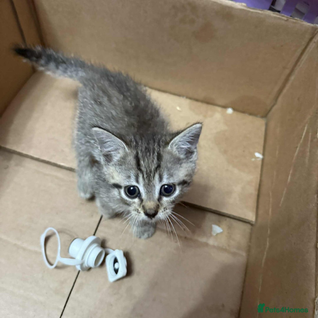 European cats for sale: 6 beautiful kitten - Image 4