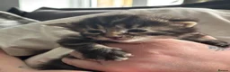 Maine Coon cats for sale: 3/4 main coon 1 GIRL LEFT - Advert 2