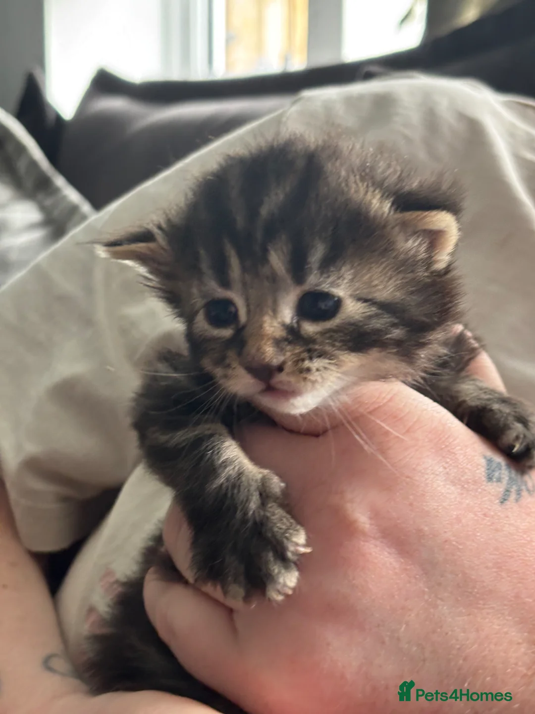 Maine Coon cats for sale: 3/4 main coon 1 GIRL LEFT - Advert 2