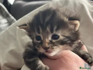 Maine Coon cats 3/4 main coon - Advert 4