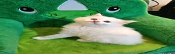 Maine Coon cats for sale: Maine Coon  - Advert 6
