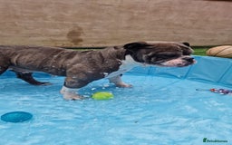 American Bully dogs for sale: American Pocket Bullys  - Image 2