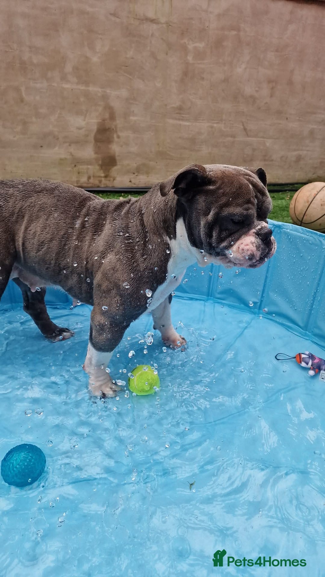 American Bully dogs for sale: American Pocket Bullys  - Image 2