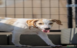 Mixed Breed dogs for adoption: Lulu The Sweet Soul Looking for Her Forever Home - Image 12