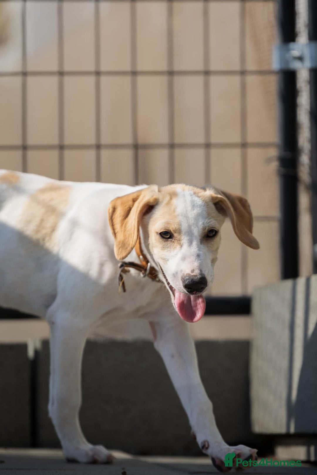 Mixed Breed dogs for adoption: Lulu The Sweet Soul Looking for Her Forever Home - Image 12