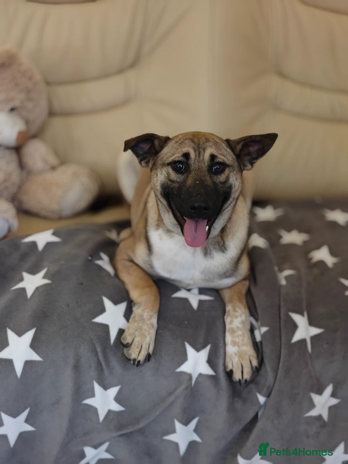 Mixed Breed dogs ❤️Lisa, cheerful 7-month-old lower-medium girl ❤️ - Advert 14