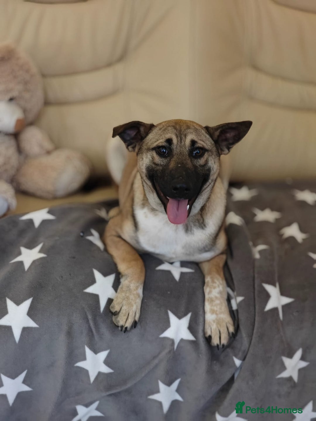 Mixed Breed dogs for adoption: ❤️Lisa, cheerful 7-month-old lower-medium girl ❤️ - Advert 1