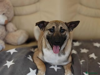 Mixed Breed dogs ❤️Lisa, cheerful 7-month-old lower-medium girl ❤️ - Advert 1