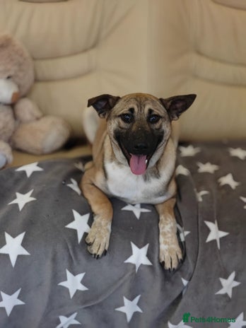 Mixed Breed dogs ❤️Lisa, cheerful 7-month-old lower-medium girl ❤️ - Advert 4