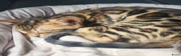 Bengal cats for sale: Firestorm Vespa's 1st litter pedigree kittens - Advert 16