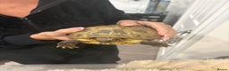 Tortoise reptiles for sale: Male female tortoise - Advert 2